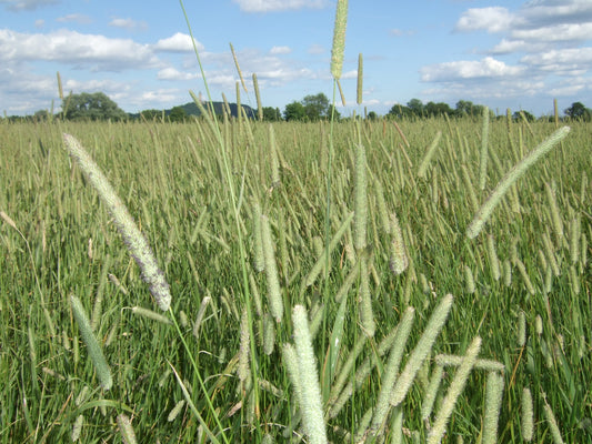 Landrace varieties - Scots Timothy