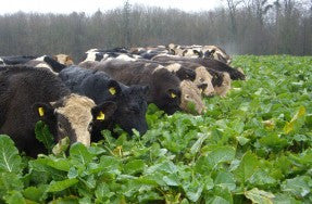 Agricultural Brassica Crops - General Information