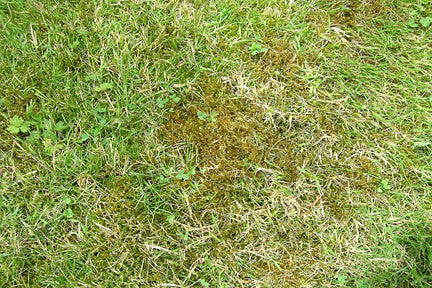 Moss