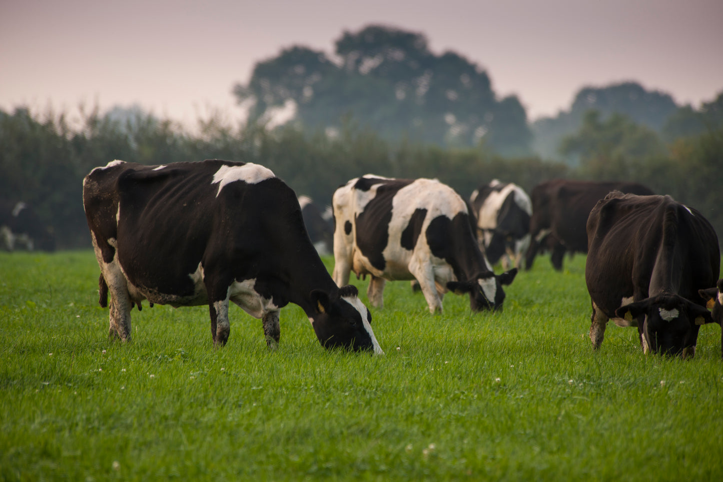 Aber HSG 1 Milk and Meat Production (105081)