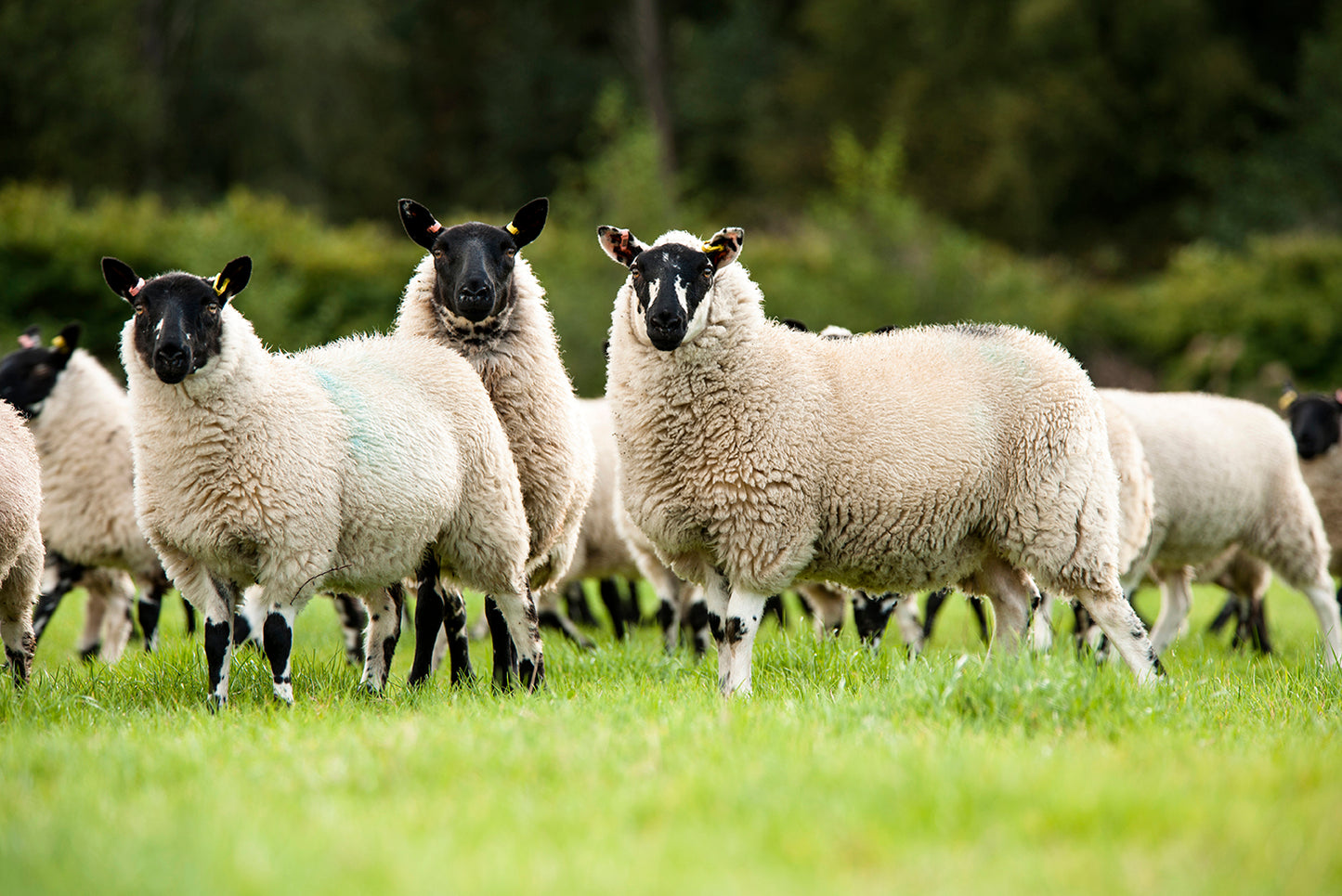 Aber HSG 3 Long Term Grazing (105160)