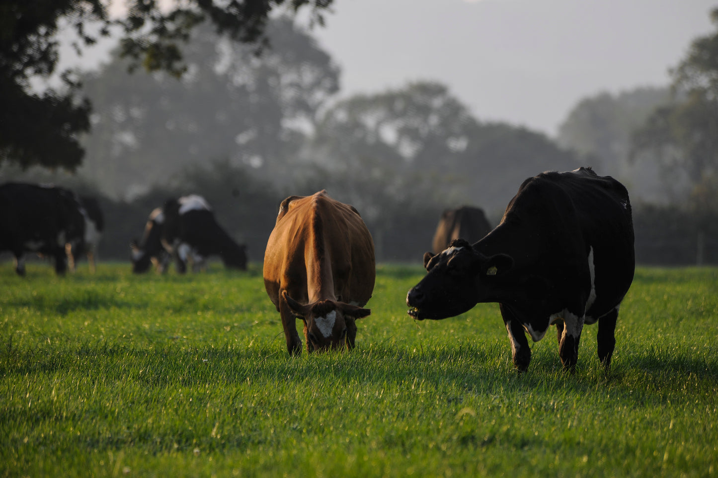 Aber HSG 4 Dairy System (105081)