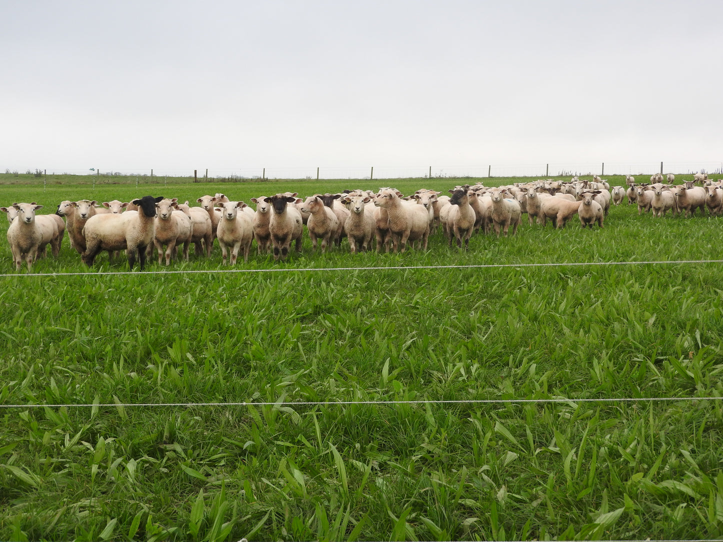 Aber Multi Species Grazing (105095)