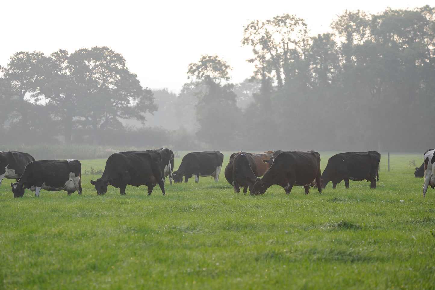 AberXtend HSG Extended Grazing