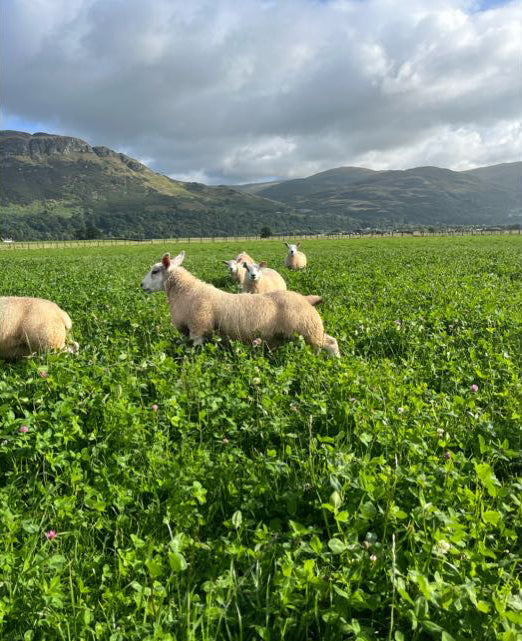 Stirling Castle Cut n Graze