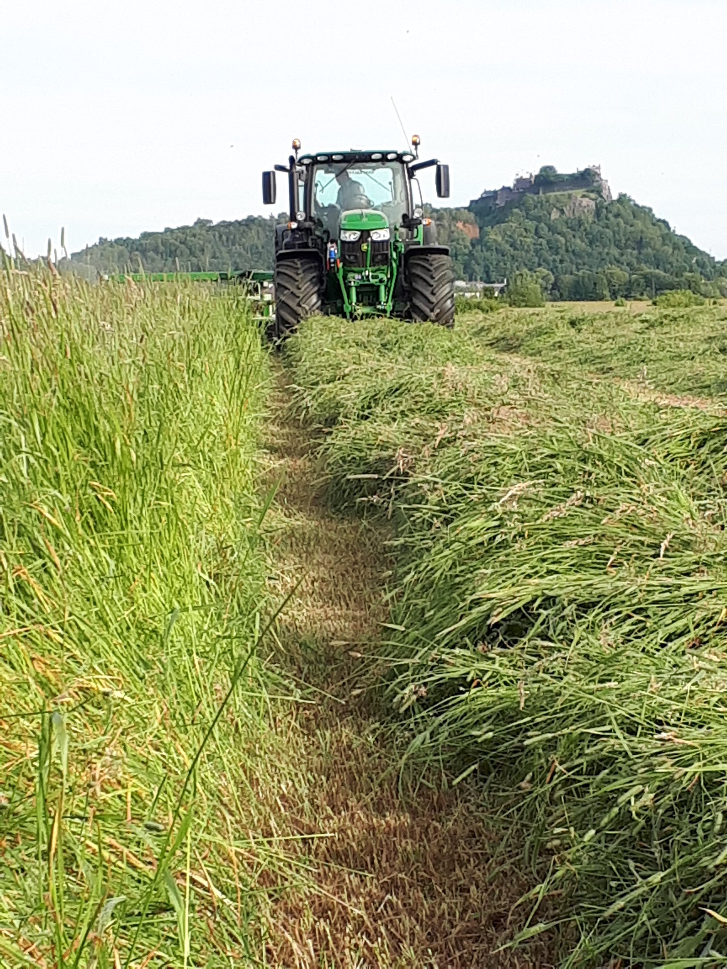 Scot's Timothy (10kg/acre)