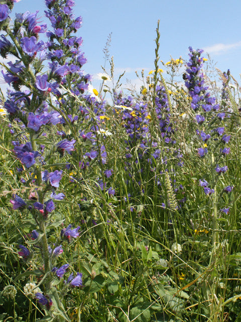 Wildflower Seeds Bees & Butterflies Enriched Mix - 100%