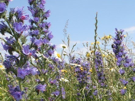 Wildflower Seeds Bee & Butterfly Enriched Mix - 20%