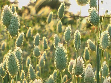 Millet & Canary Grass