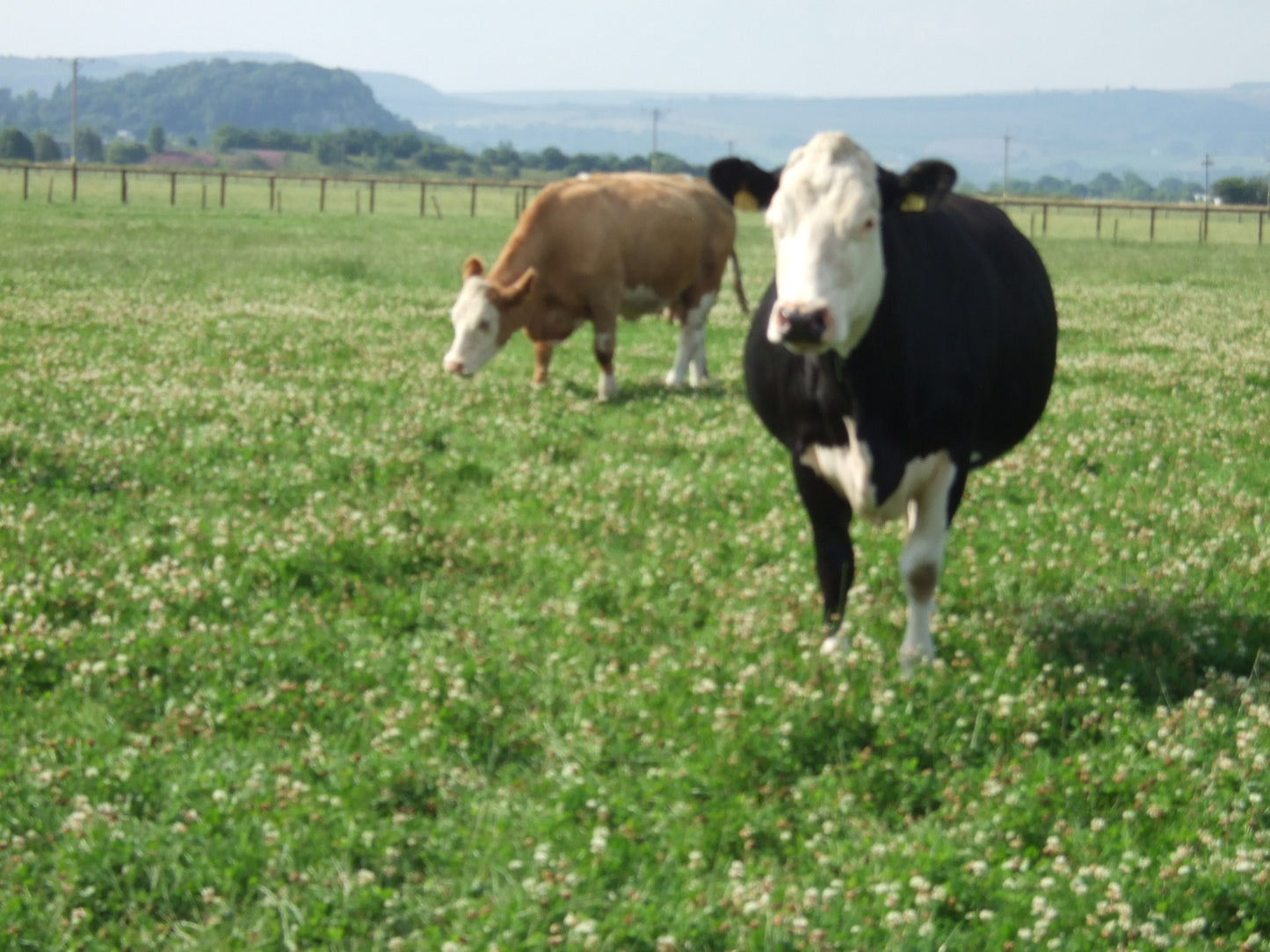 Intensive Graze