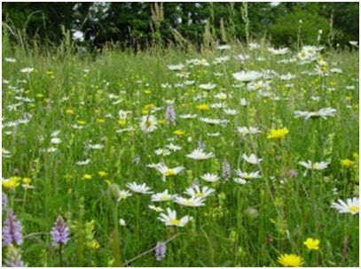 Wildflower Seeds Country Meadow Mix - 20%