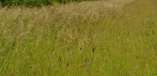 Grass Mixes (BGM 1, 2 & 3 / SRG)