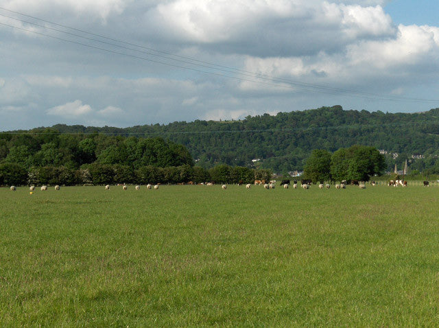 Intensive Graze