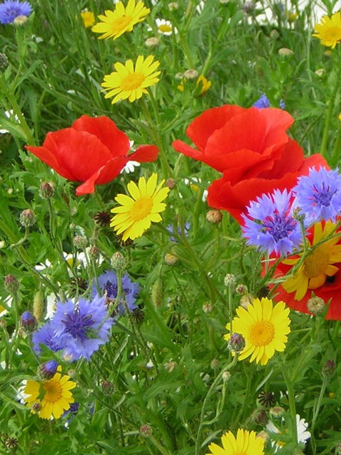 wild flower annuals mix