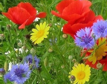 Wildflower Seeds Annuals Mix - 20%