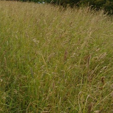 Grass Mixes (BGM 1, 2 & 3 / SRG)