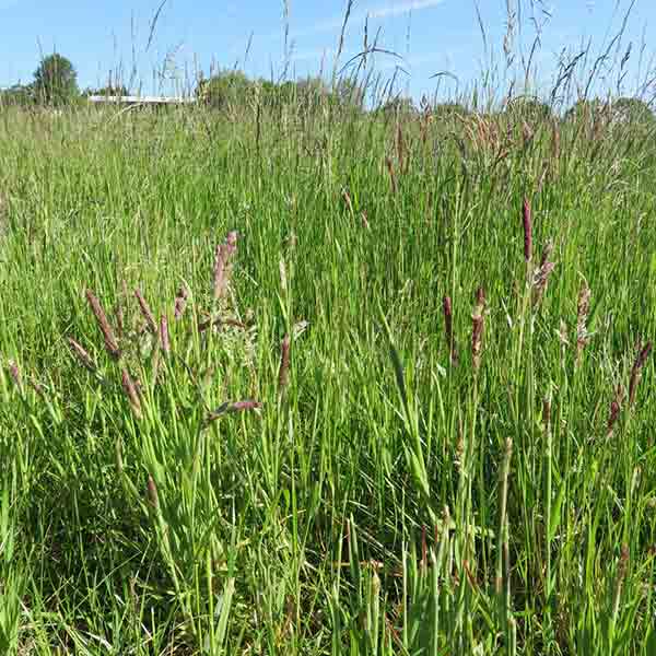 Grass Mixes (BGM 1, 2 & 3 / SRG)