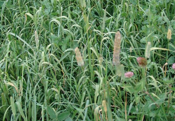 Grass Mixes (BGM 1, 2 & 3 / SRG)
