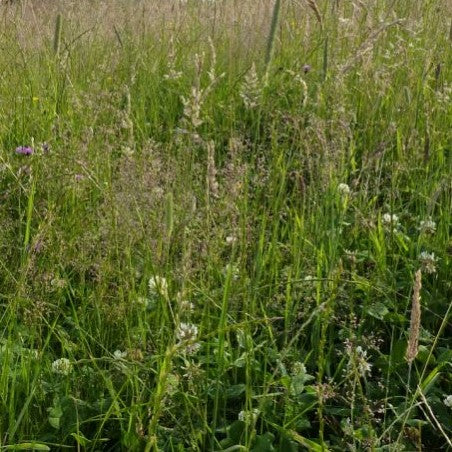 Grass Mixes (BGM 1, 2 & 3 / SRG)