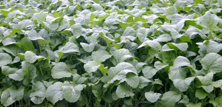 Miscellaneous Game Cover Crops