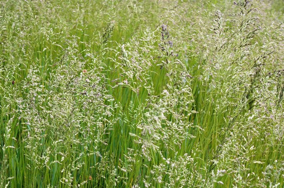 Chewings Fescue Grass