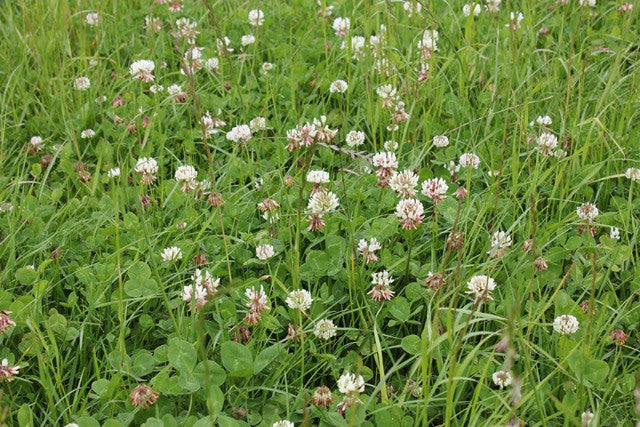 Special Mixed Clover - Legume Seed Mix