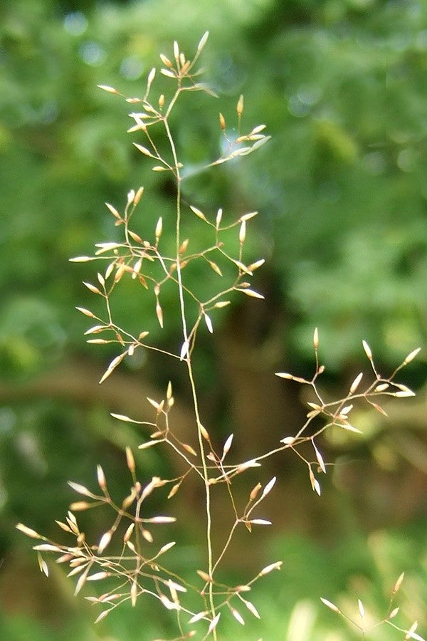 Brown Top Bent Grass