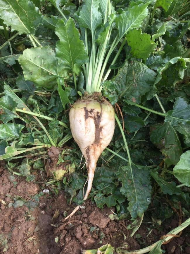 Fodder Beet