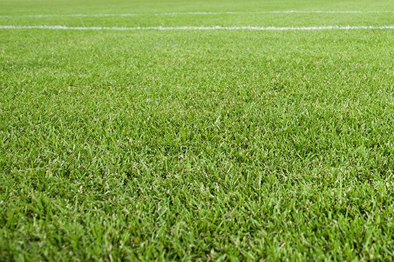 Rugby & Football Pitch Mix 100% Rye 20kg