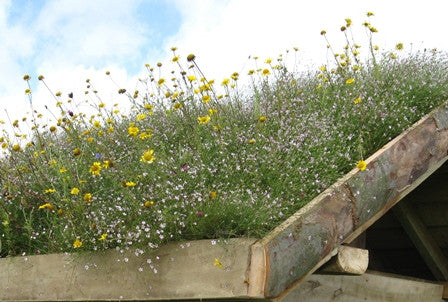 Wildflower Seeds Green Roof Mix