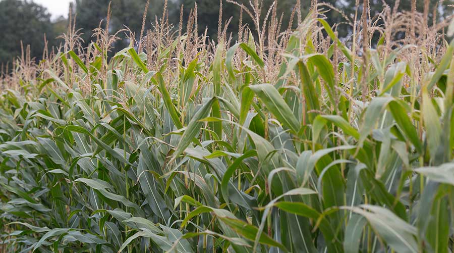 Maize, Sunflowers & Sorghum