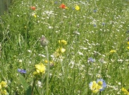 Wildflower Seeds Seaside Mix - 20%