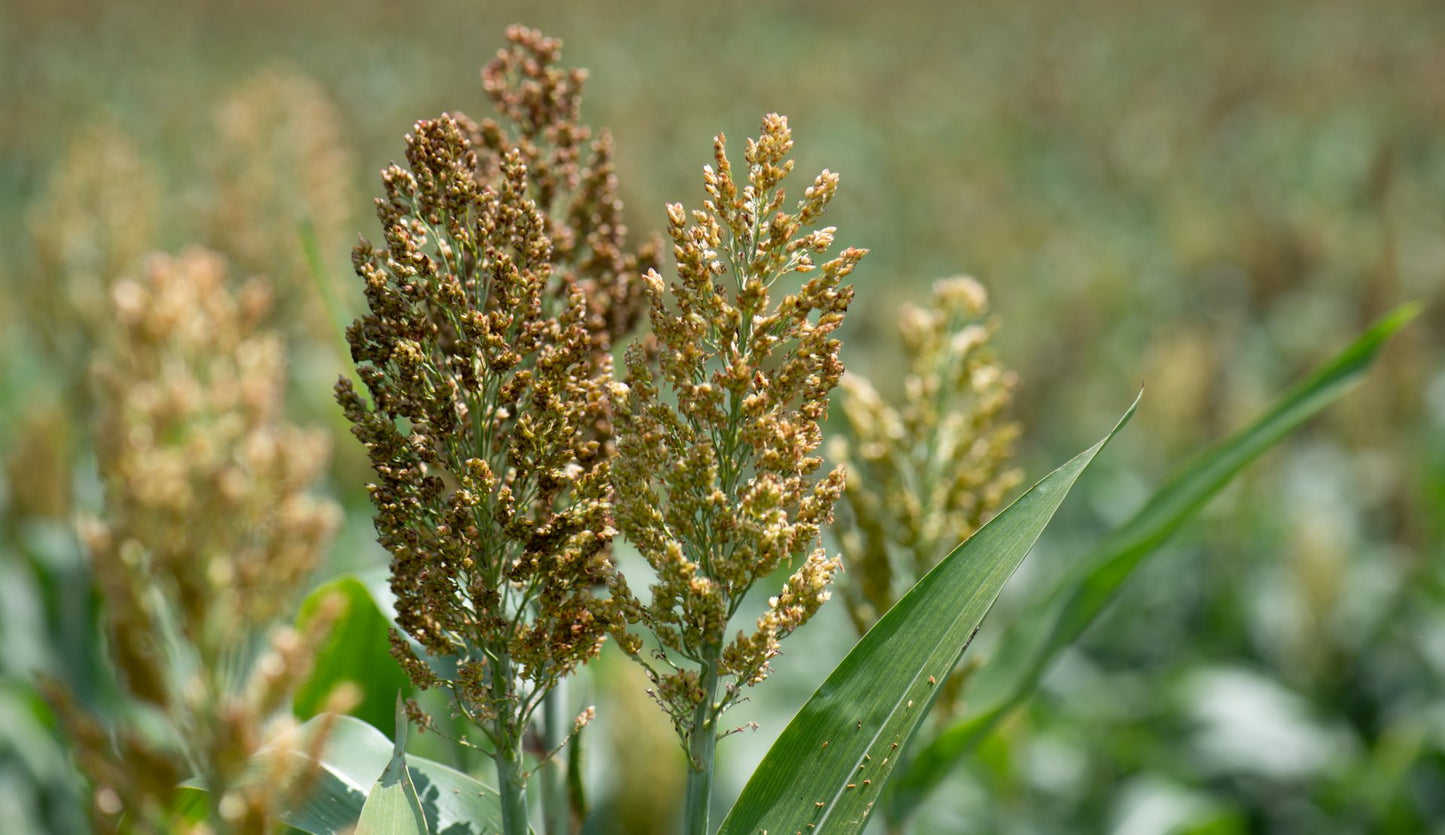 Maize, Sunflowers & Sorghum