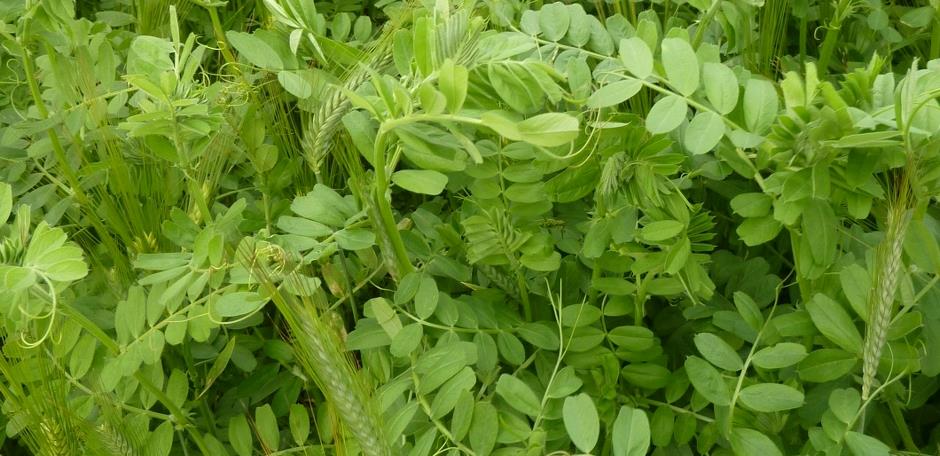 Wild Bird Mixes (WBS 1 / WBS 2 / WBA 1)