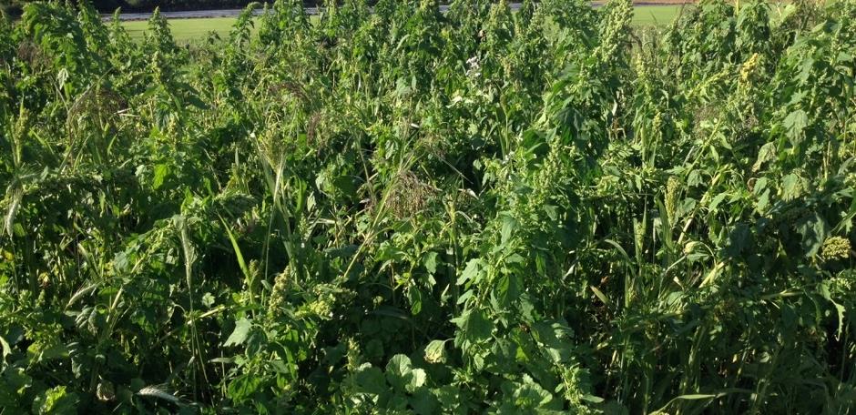 Wild Bird Mixes (WBS 1 / WBS 2 / WBA 1)