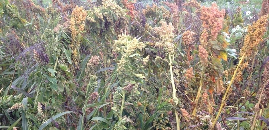 Wild Bird Mixes (WBS 1 / WBS 2 / WBA 1)