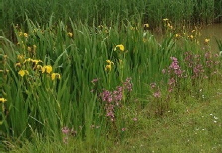 Wildflower Seeds Wetland Mix - 20%