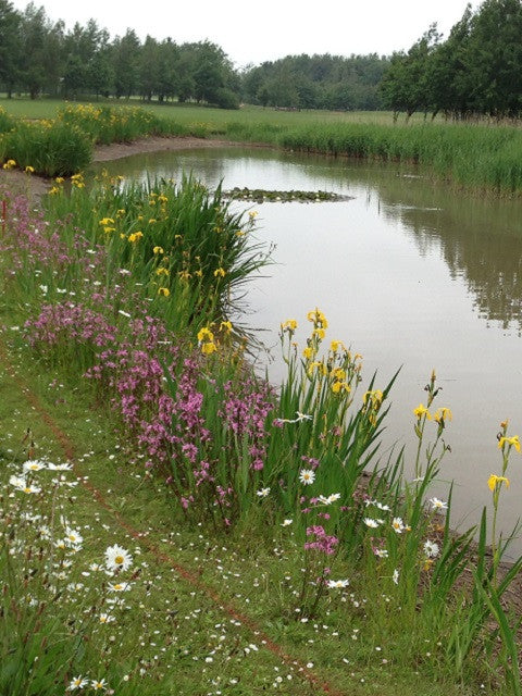 Wildflower Seeds Wetland Mix - 100%