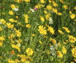 Wildflower Mixes (WF1 / BPN)