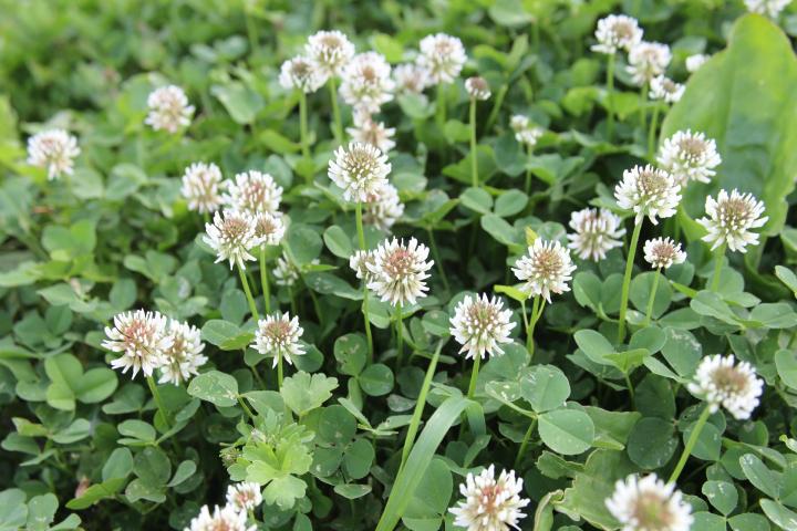 Clover for Grassland - Red & White