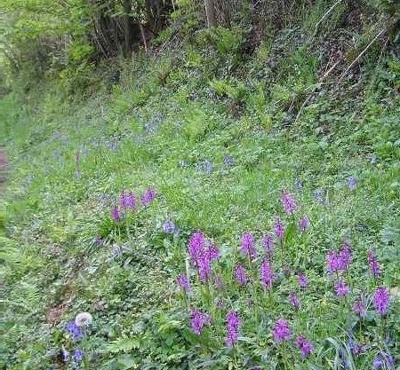 Wildflower Seeds Woodland Mix - 20%