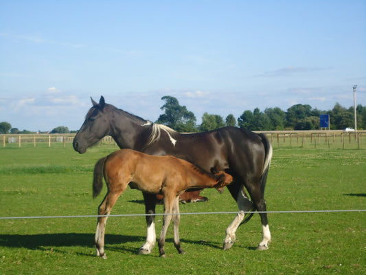 Mixed Equine Herbs