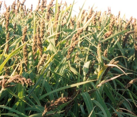Millet & Canary Grass