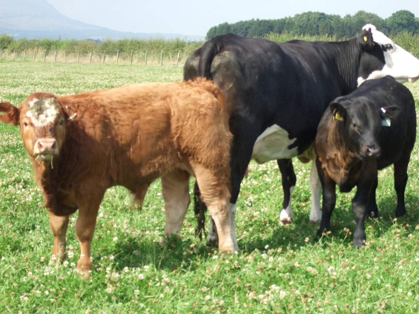 Intensive Graze