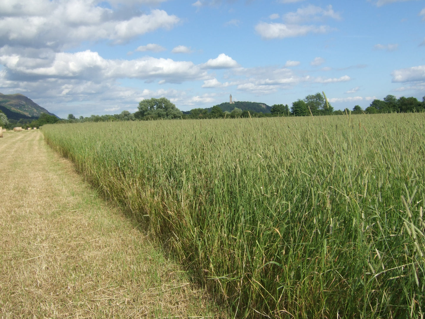 Scots Timothy Hay - Carse Hay