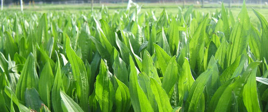 Tonic Plantain