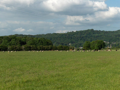 Intensive Graze