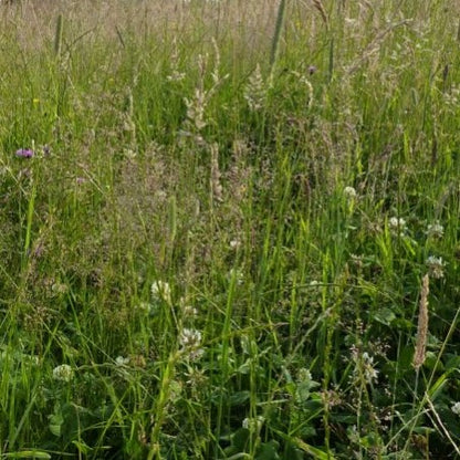 Grass Mixes (BGM 1, 2 & 3 / SRG)