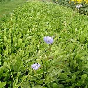 Puna II Chicory