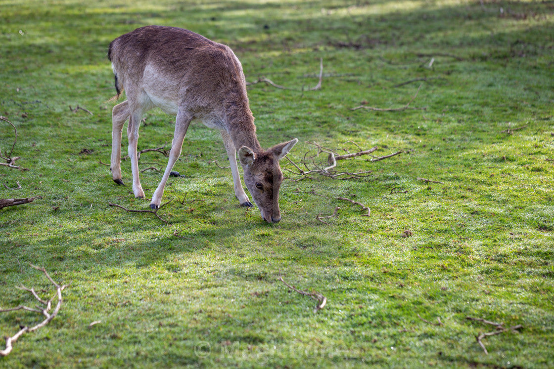 Deer Grazing Mix (14kg/Acre)